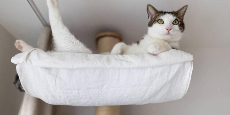 Por que os gatos gostam tanto de ficar em lugares altos dentro de casa?