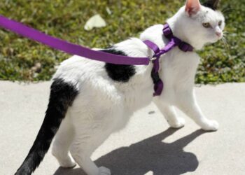 Gatos precisam passear ou conseguem ser totalmente felizes vivendo apenas dentro de casa?