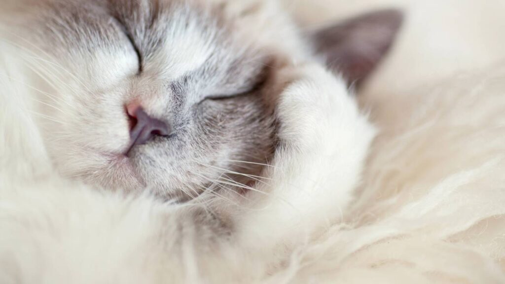 gato dormindo com a pata no rosto
