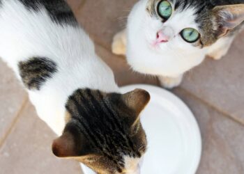 gato pode tomar leite