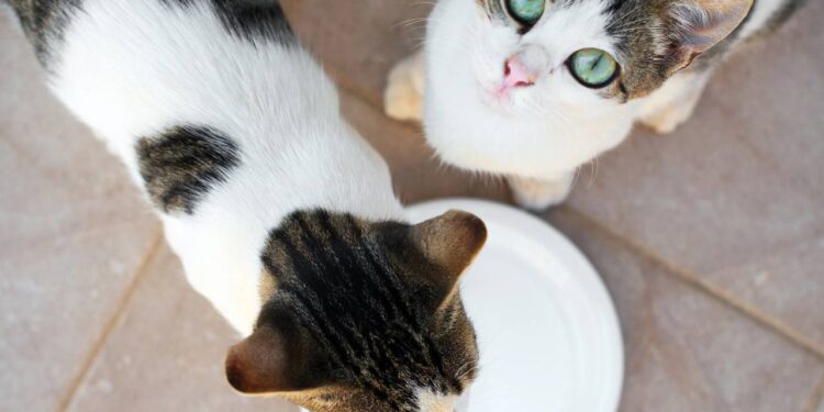 gato pode tomar leite