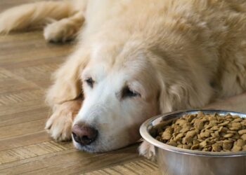Cão Thor enfrenta luto após perder tutor e família ensina como ajudá-lo a superar a tristeza