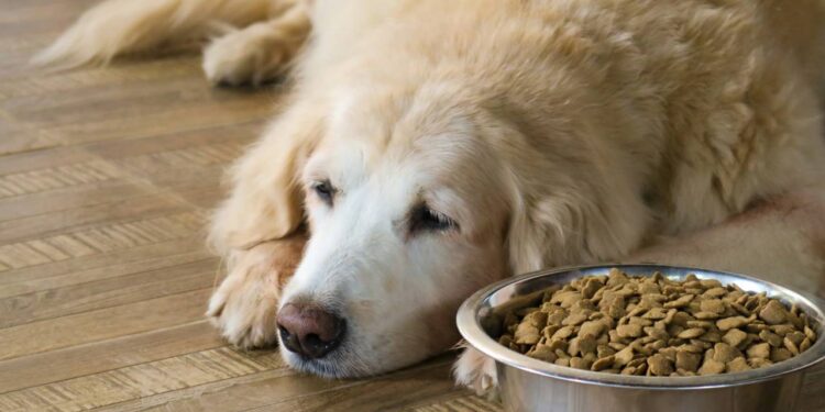 Cão Thor enfrenta luto após perder tutor e família ensina como ajudá-lo a superar a tristeza