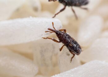 Bichinhos no arroz? Veja agora como acabar com o caruncho e salvar seus alimentos com segurança