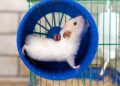 A razão surpreendente pela qual seu hamster não larga a rodinha nem à noite