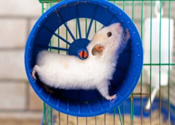 A razão surpreendente pela qual seu hamster não larga a rodinha nem à noite
