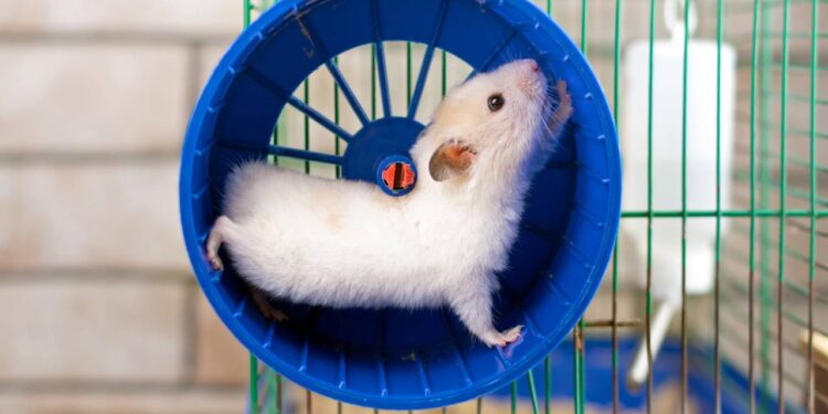 A razão surpreendente pela qual seu hamster não larga a rodinha nem à noite