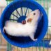 A razão surpreendente pela qual seu hamster não larga a rodinha nem à noite