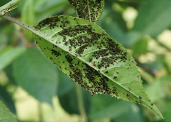 Como proteger o jardim de pragas no verão com práticas fáceis e sem veneno