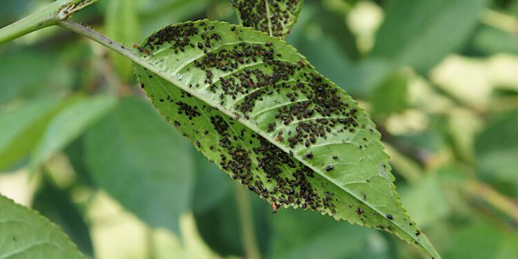 Como proteger o jardim de pragas no verão com práticas fáceis e sem veneno