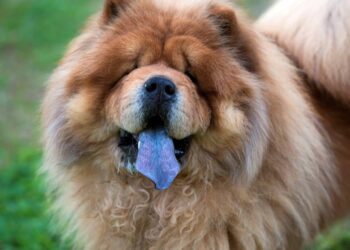 A verdade por trás da língua azul que faz o Chow Chow ser tão único