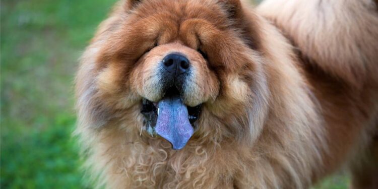 A verdade por trás da língua azul que faz o Chow Chow ser tão único