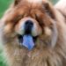 A verdade por trás da língua azul que faz o Chow Chow ser tão único
