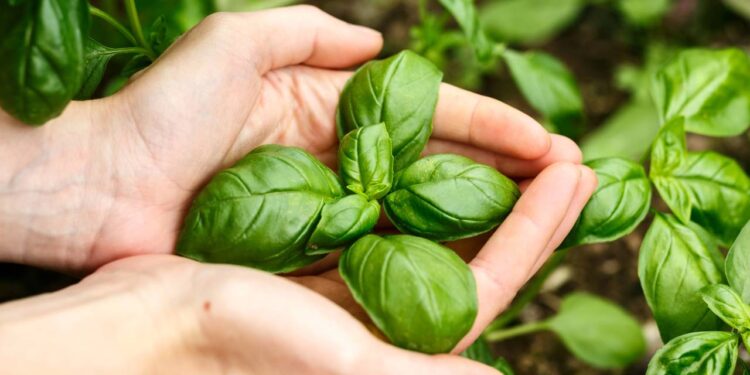 Cuidados simples no cultivo do manjericão evitam floração precoce e ajudam a produzir mais folhas