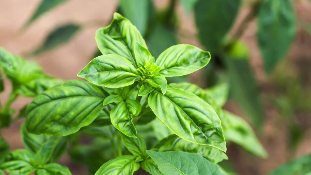 Cuidados simples no cultivo do manjericão evitam floração precoce e ajudam a produzir mais folhas