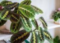 Maranta