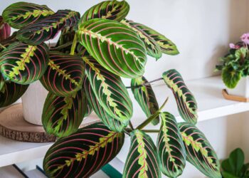 Maranta