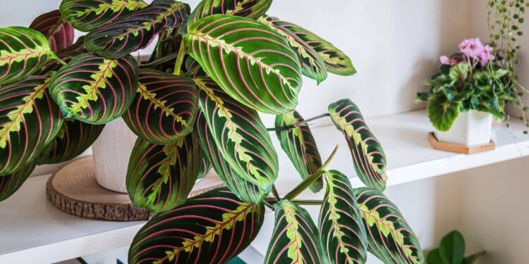 Maranta