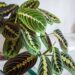 Maranta
