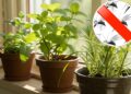 Proteja sua família naturalmente com ervas e folhas que mantêm mosquitos e formigas longe da sua casa