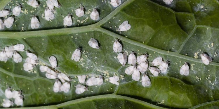 Mosca branca nas plantas