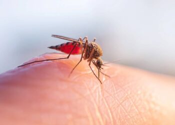 Calor e água parada explicam aumento de pernilongos e risco de dengue