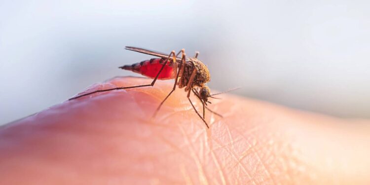 Calor e água parada explicam aumento de pernilongos e risco de dengue