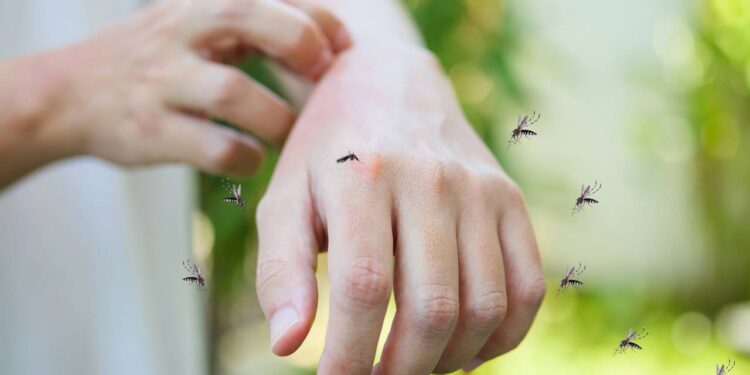 Como evitar mosquitos e pernilongos em casa sem usar repelentes químicos com métodos naturais