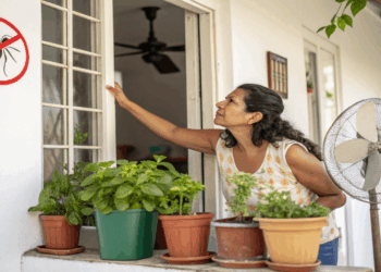Os mosquitos não dão trégua? Conheça 4 soluções naturais que funcionam sem produtos químicos