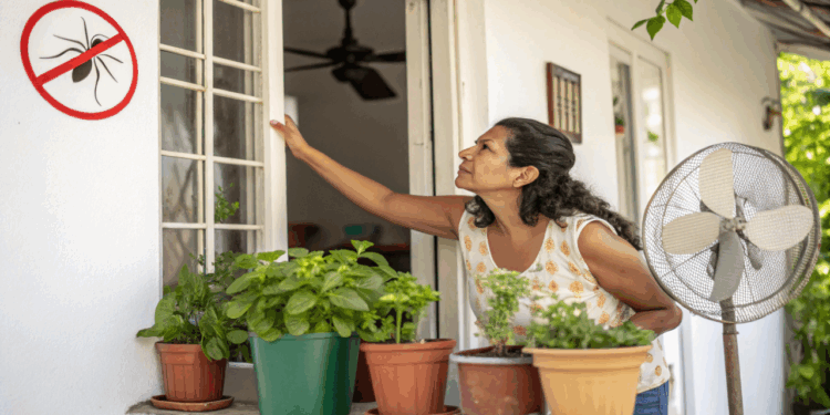 Os mosquitos não dão trégua? Conheça 4 soluções naturais que funcionam sem produtos químicos