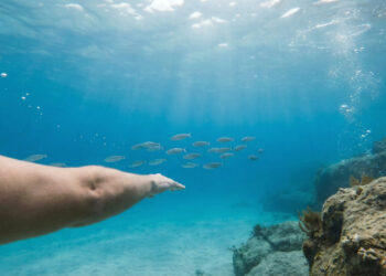 O Caribe Brasileiro fica a 160 km da capital e suas águas transparentes são resultado de um fenômeno oceânico único