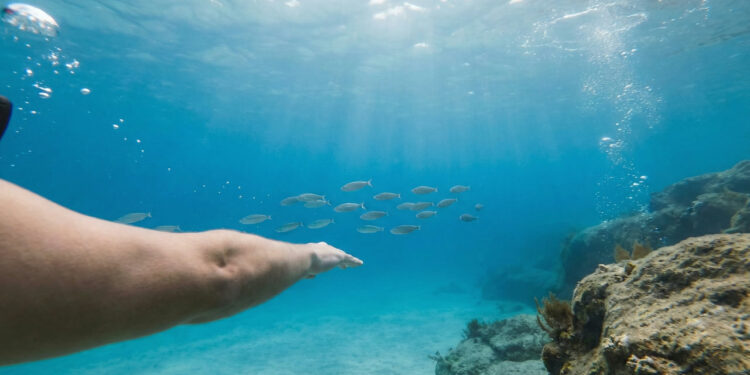 O Caribe Brasileiro fica a 160 km da capital e suas águas transparentes são resultado de um fenômeno oceânico único