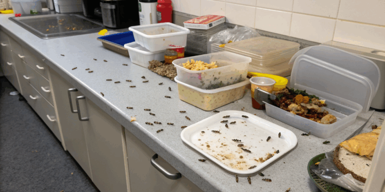 Insetos aparecem do nada? O problema pode estar na forma que você guarda seus alimentos