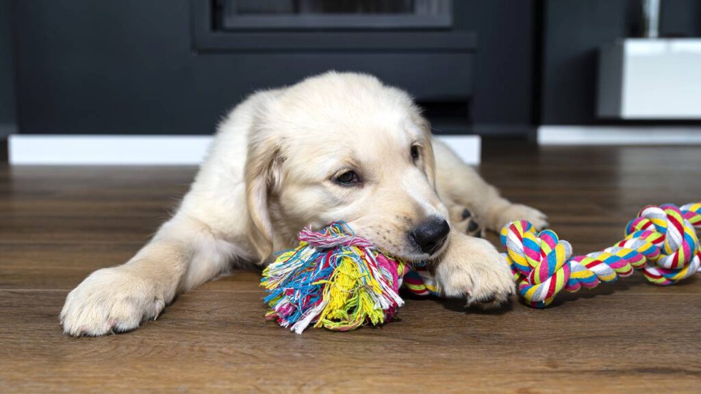 Como organizar o dia do cachorro para reduzir a agitação noturna