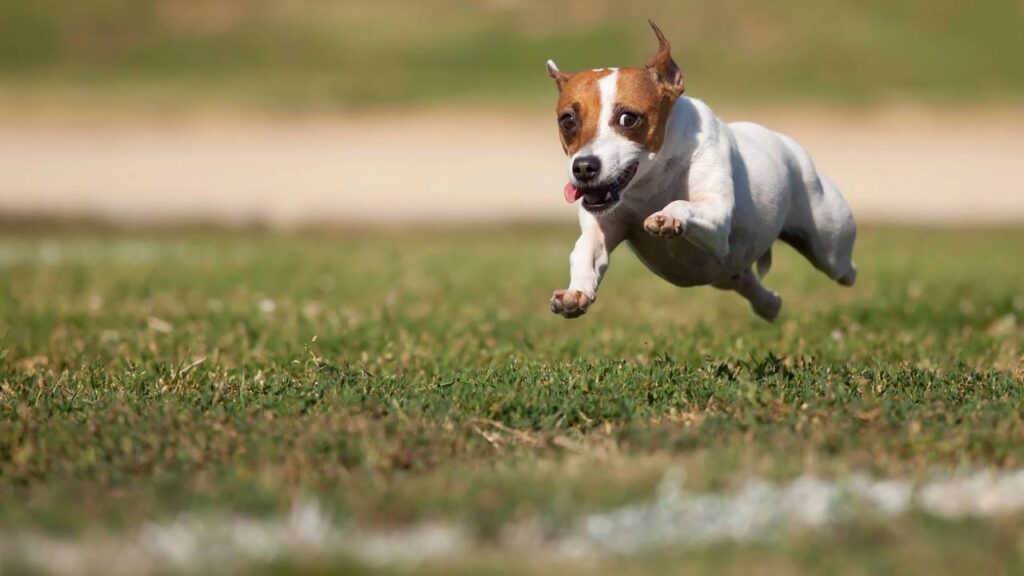 O erro que quase todo tutor comete e que pode deixar o pet agitado e inquieto durante a noite