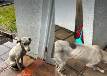 A jornada de Lua inspira tutores a adotar cães que antes viviam nas ruas