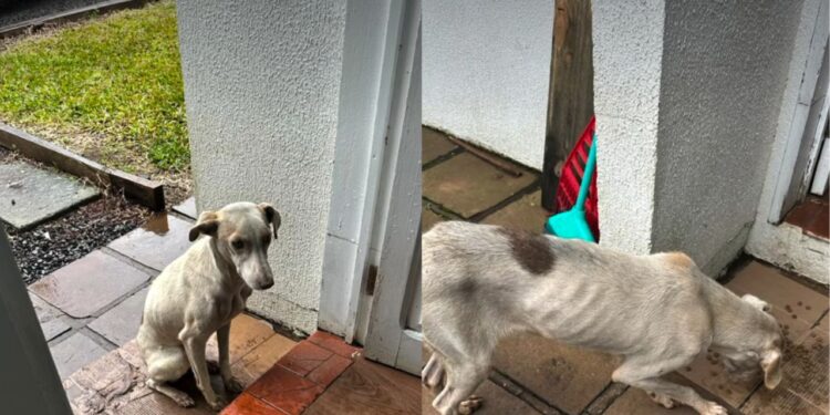 A jornada de Lua inspira tutores a adotar cães que antes viviam nas ruas