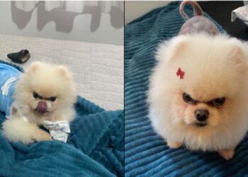 Conheça Aspen, o Lulu da Pomerânia sério e carinhoso que viralizou nas redes sociais
