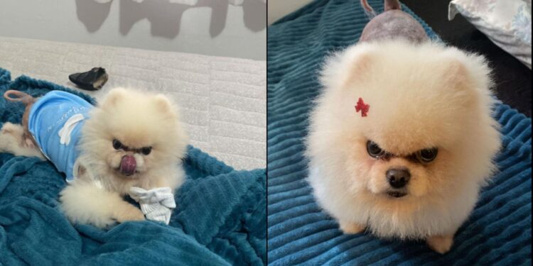 Conheça Aspen, o Lulu da Pomerânia sério e carinhoso que viralizou nas redes sociais