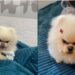 Conheça Aspen, o Lulu da Pomerânia sério e carinhoso que viralizou nas redes sociais