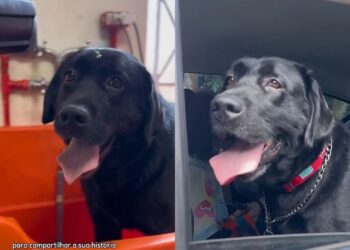 Labrador dócil vive há anos em abrigo e espera por uma chance de adoção