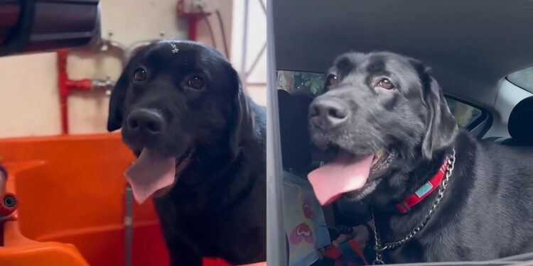 Labrador dócil vive há anos em abrigo e espera por uma chance de adoção