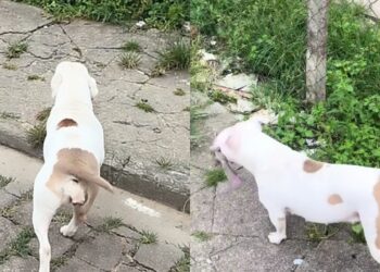 Cadela american bully de Mogi mostra como carinho e rotina transformam a fama de “bravo”