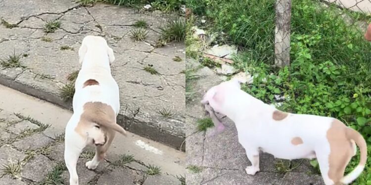 Cadela american bully de Mogi mostra como carinho e rotina transformam a fama de “bravo”