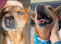 Com deformidade no rosto, cachorro supera traumas e emociona ao buscar carinho
