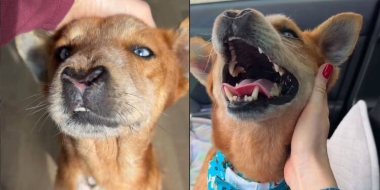 Com deformidade no rosto, cachorro supera traumas e emociona ao buscar carinho