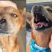 Com deformidade no rosto, cachorro supera traumas e emociona ao buscar carinho