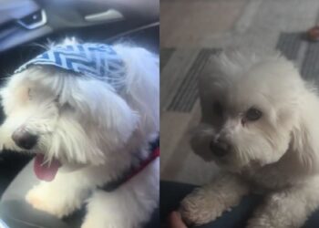 Maltês é encontrado ao lado do tutor falecido e história de lealdade comove moradores