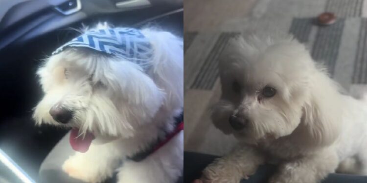 Maltês é encontrado ao lado do tutor falecido e história de lealdade comove moradores