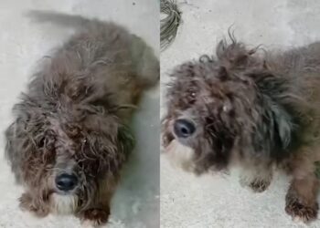 Homem faz promessa a cão abandonado e resposta do animal impressiona